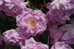 Débutante rose photo
