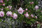 Paul's Early Blush rose photo