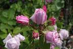 Paul's Early Blush rose photo