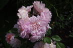 Pink Gruss an Aachen rose photo