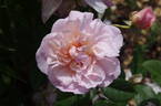 Pink Gruss an Aachen rose photo
