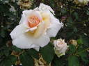Amoureuse rose photo