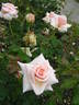 Fairy Dancers rose photo