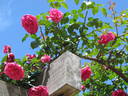 Queen of Hearts rose photo
