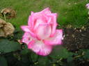 Festival Queen rose photo