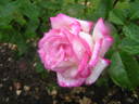 Condesa de Mayalde rose photo