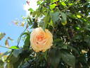 Tonner's Fancy rose photo