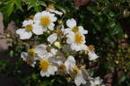 R. luciae rose photo