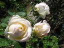 Chopin rose photo