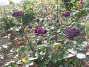 Nigrette rose photo