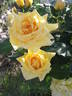 Fantasia rose photo