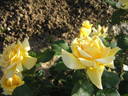 Fantasia rose photo