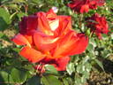 Brasilia rose photo
