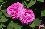 John Hopper rose photo