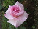 McGredy's Gem rose photo