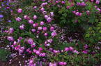 Baron de Wassenaër rose photo