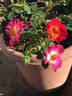 Violet Hour ™ rose photo