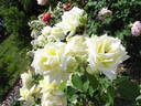 Lily Pons rose photo