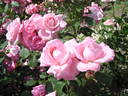 Agnes Bernauer rose photo