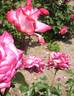 Rina Herholdt rose photo