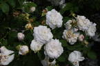 Madame Zöetmans rose photo