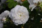 Madame Zöetmans rose photo