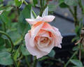 Rebecca Susan rose photo