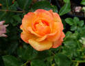 Redova™ rose photo