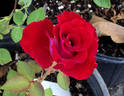 Roulette rose photo