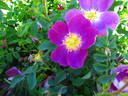 Single Cherry rose photo