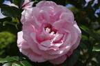 Alida Lovett rose photo