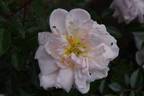 Elisa Robichon rose photo