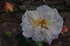 Elisa Robichon rose photo