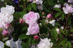 Duchesse d'Angoulême rose photo