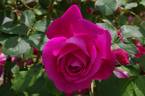 Parkjuwel rose photo