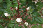 Madeleine Selzer rose photo