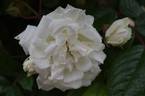 Madeleine Selzer rose photo
