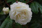 Madeleine Selzer rose photo