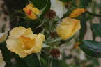 Bloomfield Dainty rose photo