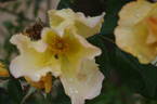 Bloomfield Dainty rose photo