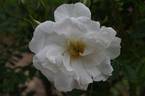 Schneezwerg rose photo