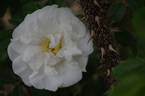 Schneezwerg rose photo