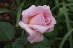 Lady Sylvia rose photo