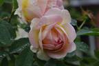 Frühlingsduft rose photo