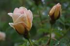 Frühlingsduft rose photo
