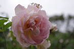 Frühlingsduft rose photo