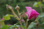 Parkjuwel rose photo