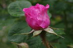 Parkjuwel rose photo