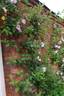 Lady Curzon rose photo