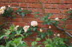 Monsieur Paul Lédé, Cl. rose photo